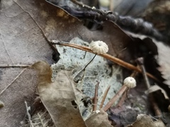 Marasmius bulliardii