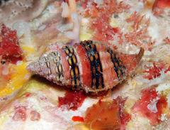 Clivipollia fragaria