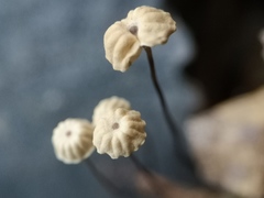 Marasmius bulliardii