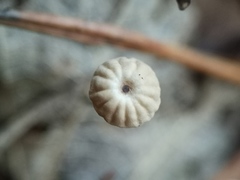 Marasmius bulliardii