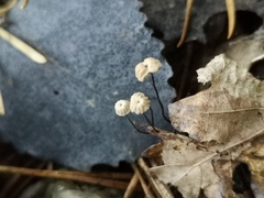 Marasmius bulliardii