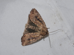 Dasygaster nephelistis