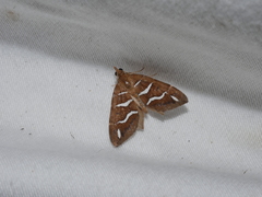 Chaetolopha niphosticha