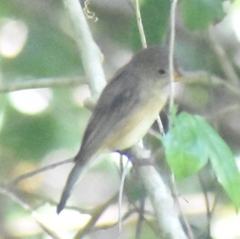 Contopus latirostris