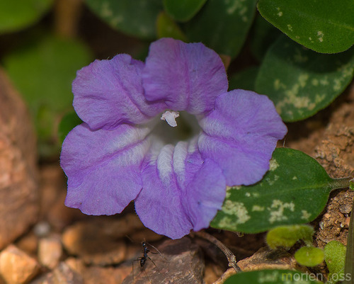 Ruellia image