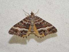 Chrysolarentia vicissata