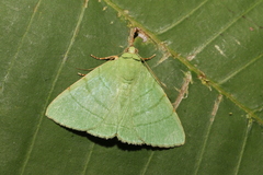 Eulepidotis ilirias