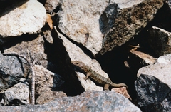 Archaeolacerta bedriagae bedriagae