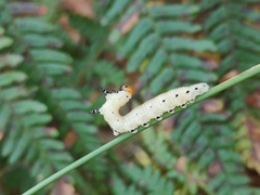 Diprion pini