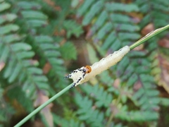 Diprion pini
