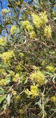 Melaleuca lasiandra