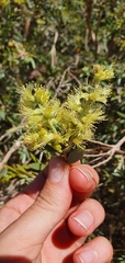 Melaleuca lasiandra