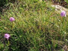 Orchis italica