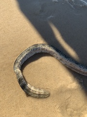 Hydrophis elegans