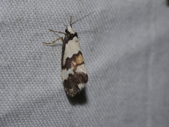 Philenora irregularis