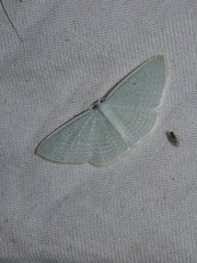 Poecilasthena fragilis