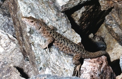 Archaeolacerta bedriagae bedriagae