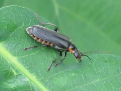 Cantharis obscura