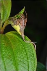 Poltys idae