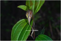 Poltys idae