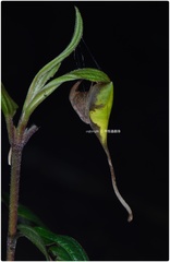 Poltys idae