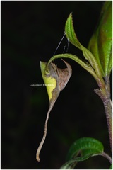 Poltys idae