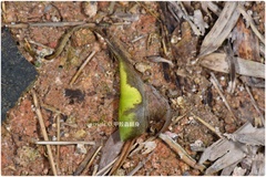 Poltys idae