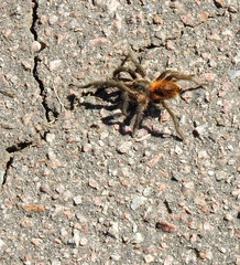 Plesiopelma longisternale