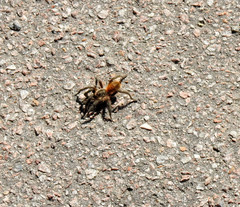 Plesiopelma longisternale