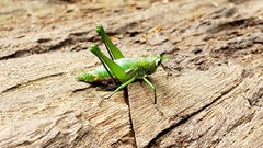 Chromothericles keniensis