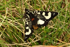 Agaristodes feisthamelii