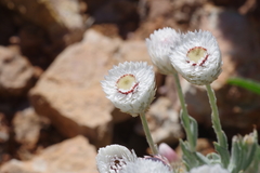 Anemocarpa saxatilis