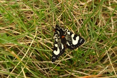 Agaristodes feisthamelii
