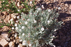 Anemocarpa saxatilis