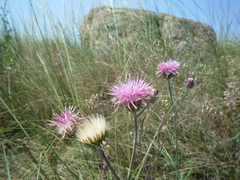 Jurinea salicifolia