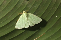 Eulepidotis ilirias
