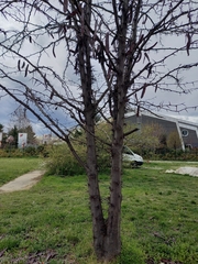 Gleditsia triacanthos
