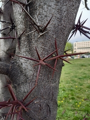Gleditsia triacanthos