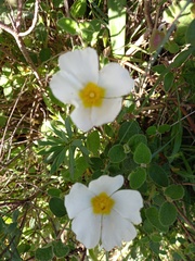 Cistus salviifolius