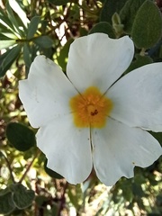 Cistus salviifolius