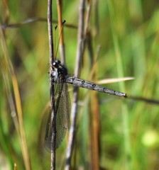 Ascaloptynx appendiculata