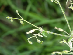Cerastium lucorum