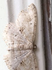 Melanolophia signataria
