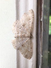 Melanolophia signataria