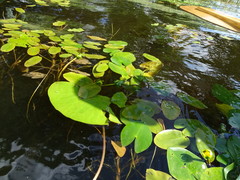 Nuphar pumila