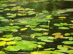 Nuphar pumila