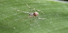 Theridiidae