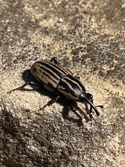 Sphenophorus australis