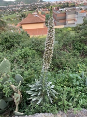 Echium simplex