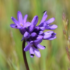 Dichelostemma congestum